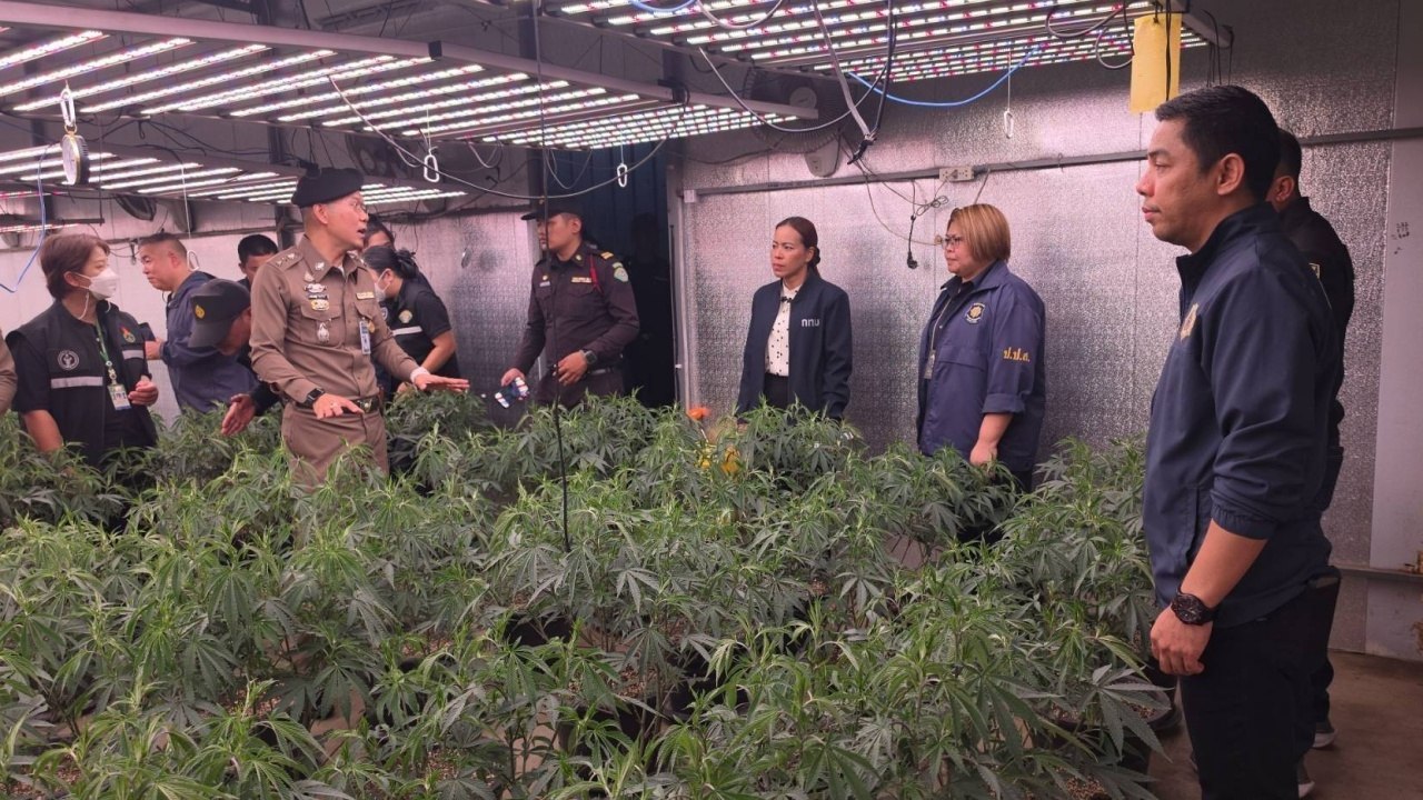 В Бангкоке полиция конфисковала имущество нелегальной каннабис-фермы