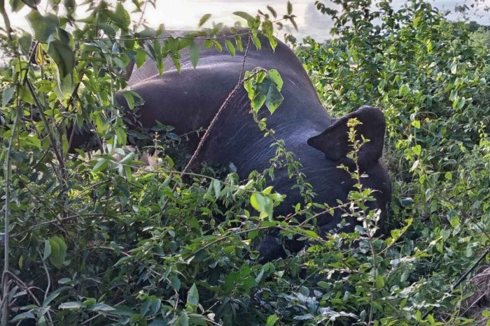 Two wild elephants died in separate incidents in western and eastern Thailand.