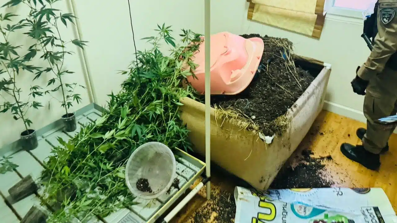 تحقيق شرطة بانكوك في جريمة قتل بشعة لبائع مarihuana عمره 34 عاما، حيث وجد جثته مخفية داخل صندوق زراعة نباتات.